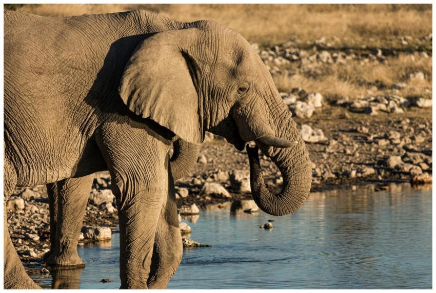 Majestic African elephant drinking at a Namibian w