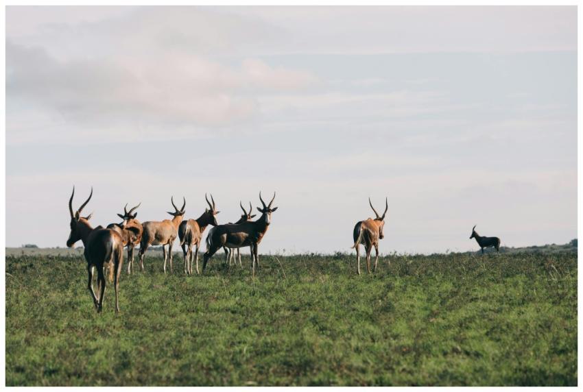A group of antelopes grazing in an open field unde