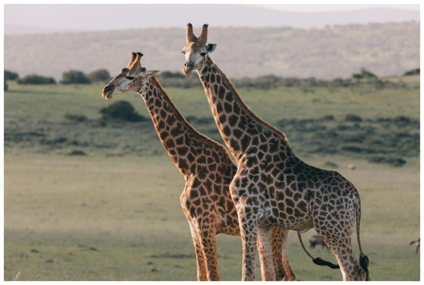 Two giraffes standing gracefully in the African sa