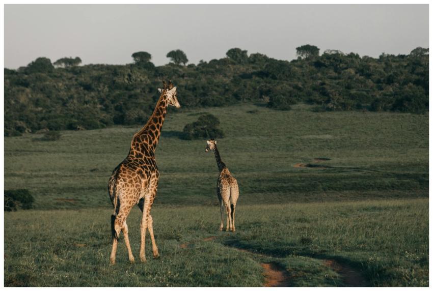 Two giraffes walking gracefully through the Africa