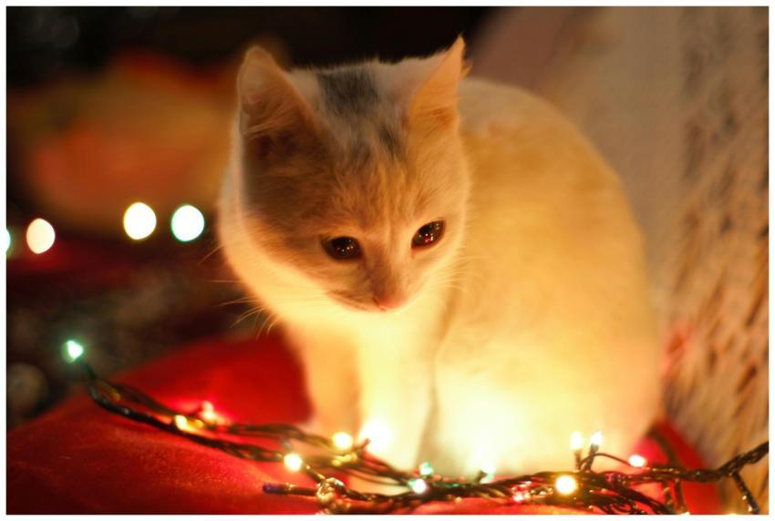 Charming white kitten surrounded by colorful Chris