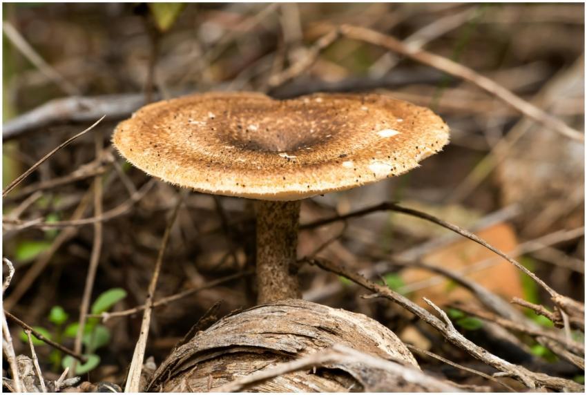 Close-up of a wild mushroom growing on a forest fl