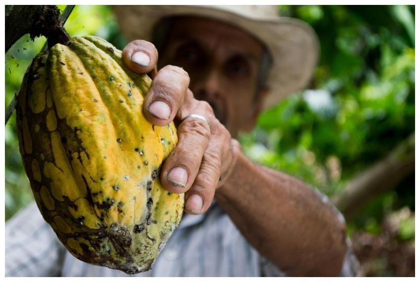 A farmer's hand holding a ripe cacao pod during th