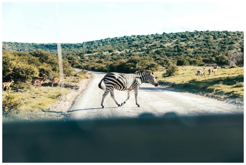 View from inside vehicle of zebra and herd of ante