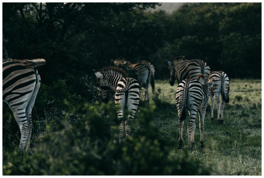 Herd of zebras with striped ornament on coat strol
