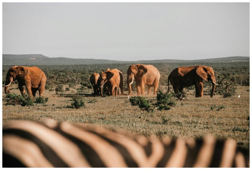 A herd of African elephants walking across the vas