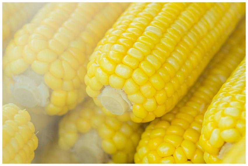 Fresh steaming corn on the cob, perfect for a heal