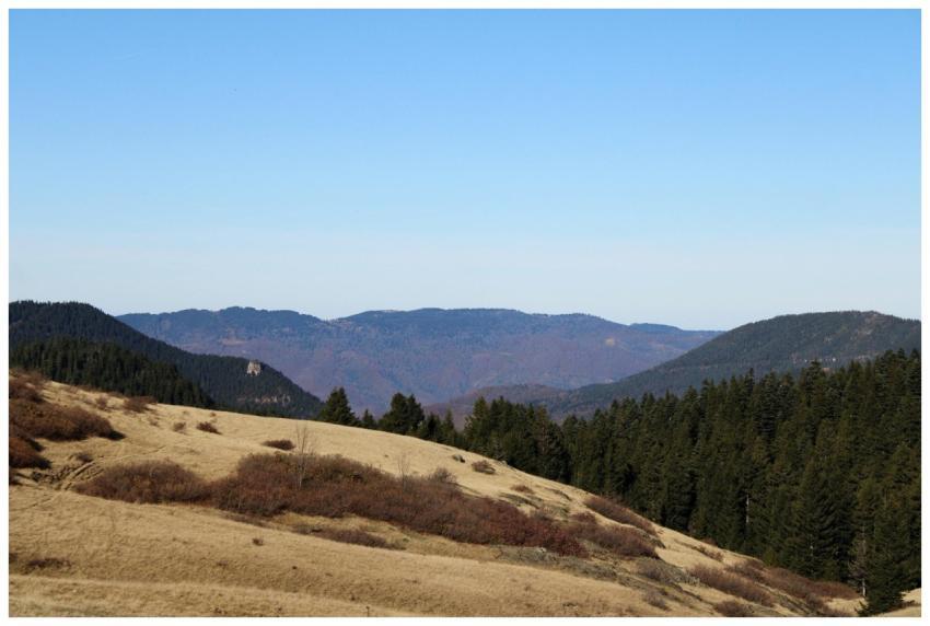 Scenic Mountain Landscape Pine