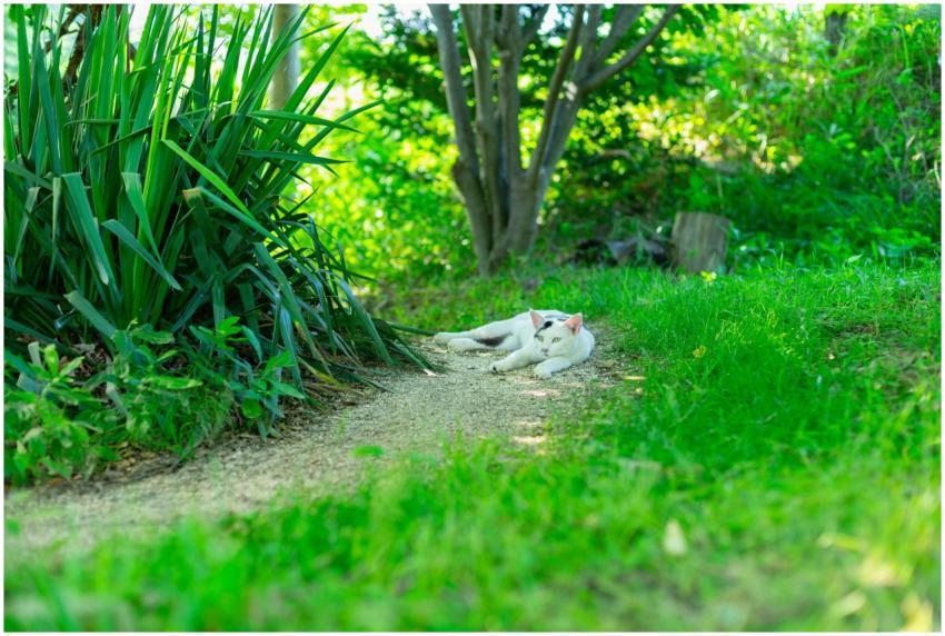 A white cat lounging on a grassy path in a vibrant