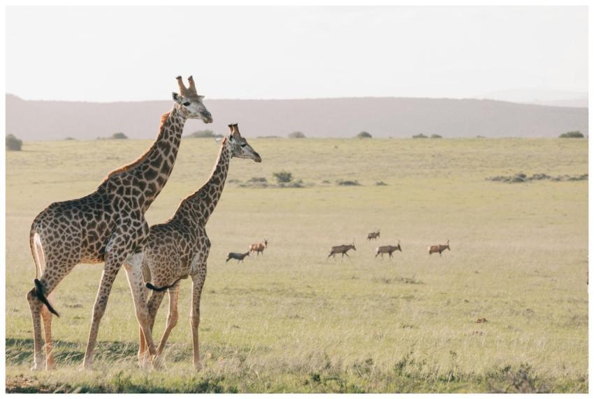 Flock of antelopes migrating through dry savanna w