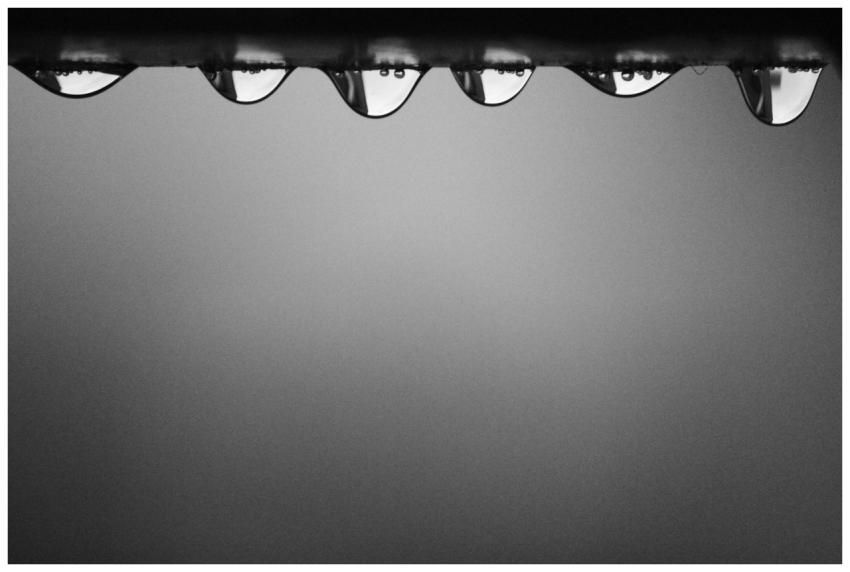 A black and white macro photo featuring dewdrops o