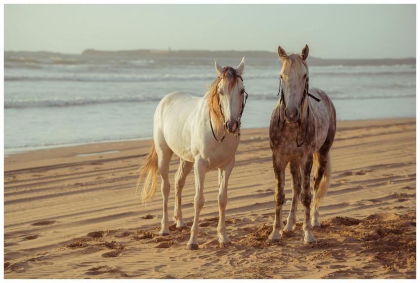 Two majestic horses walking along a sunny sandy be