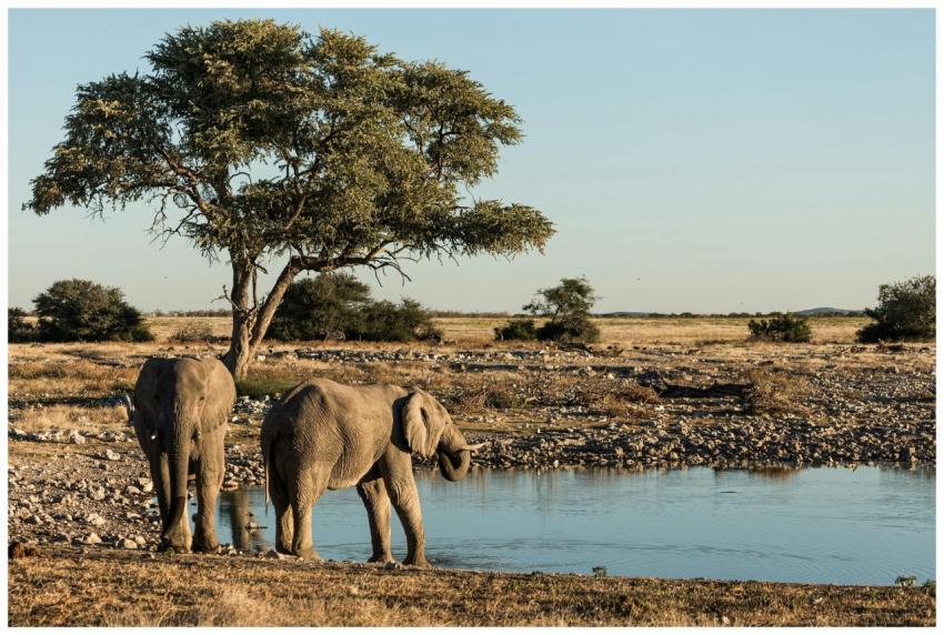 Two African elephants drink at a waterhole, showca