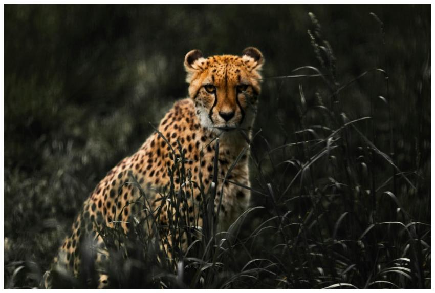 A powerful cheetah stealthily prowls through the g