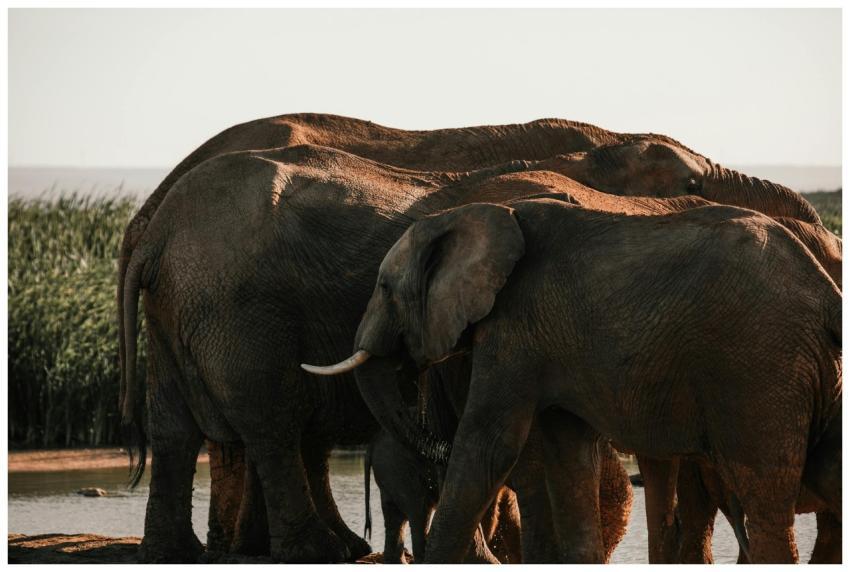 A peaceful herd of African elephants gather by a r