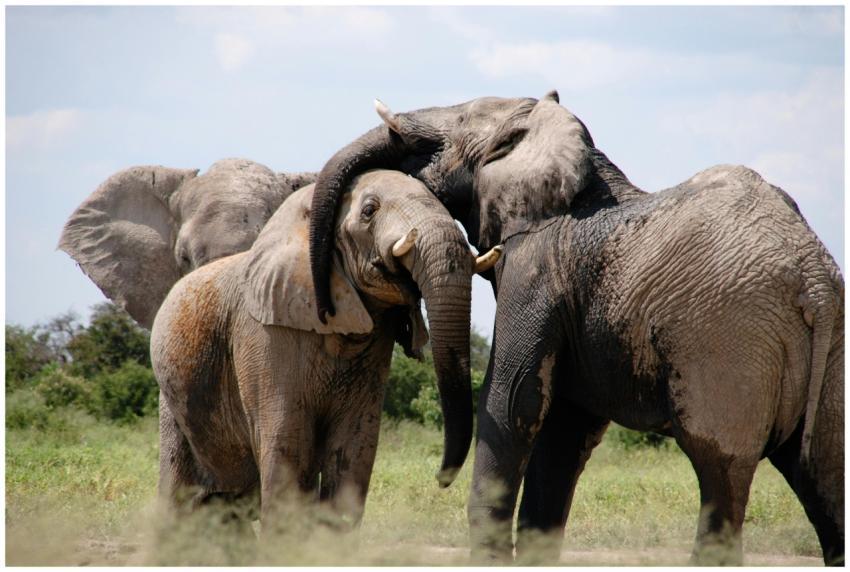 Three African elephants interacting playfully in t
