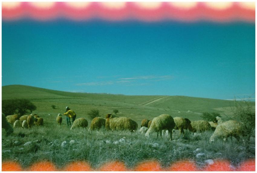 A serene view of sheep grazing in the rolling hill