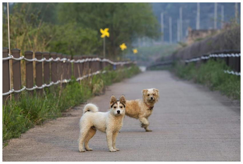 Two dogs enjoying a walk along a scenic pathway in