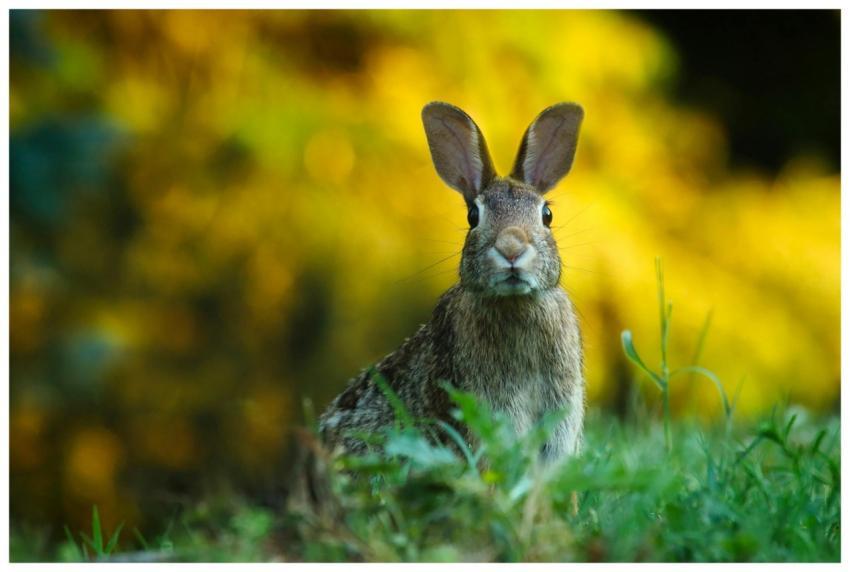A cute wild rabbit peering from the grass with a v