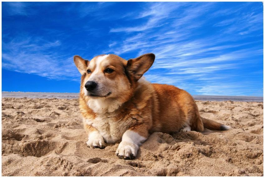 A cute corgi laying on a sunny beach, perfect for