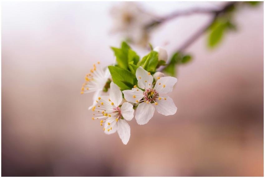 Close-up of white cherry blossoms on a branch with