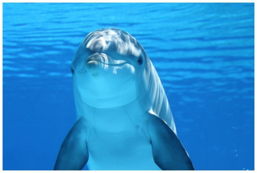 A captivating underwater shot of a dolphin swimmin