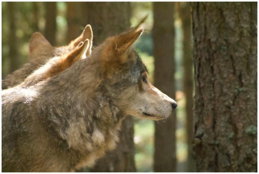 Side profile of wolves in Kincraig forest, Scotlan