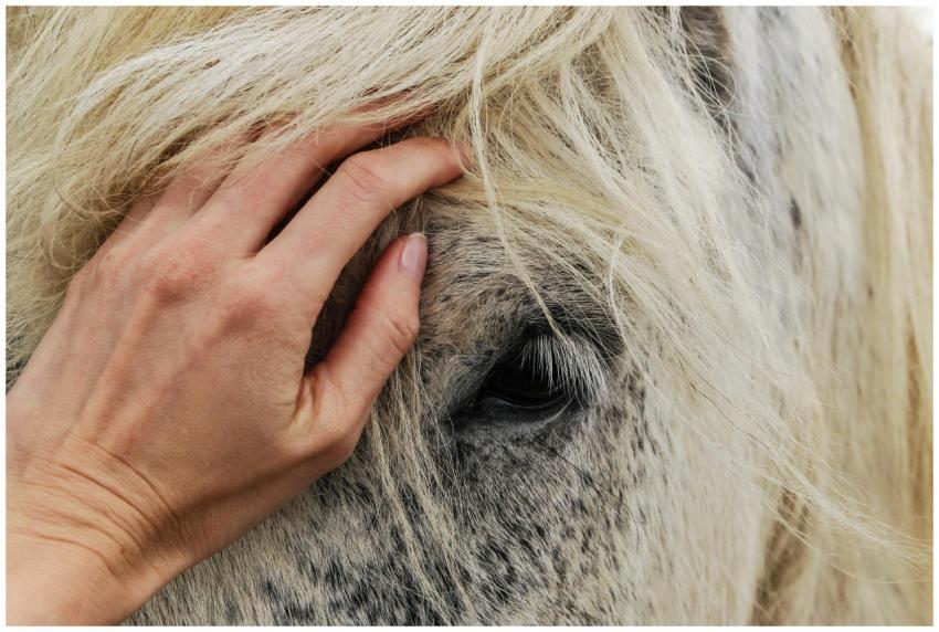 Close-up of a hand gently stroking a white horse's
