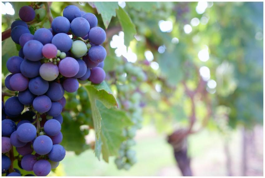 A vibrant bunch of ripe grapes hanging on a vine i