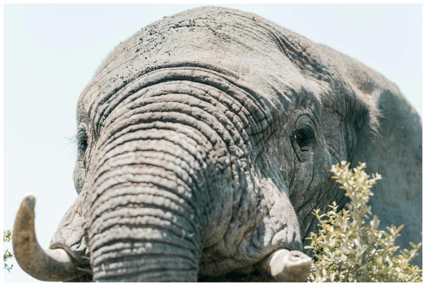 Detailed close-up of an African elephant foraging