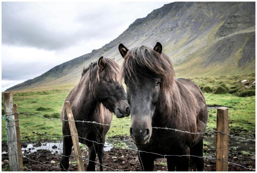 Two Icelandic horses standing by a barbed wire fen