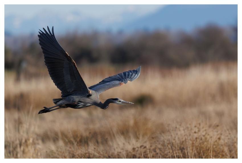 Heron Bird Nature Animal
