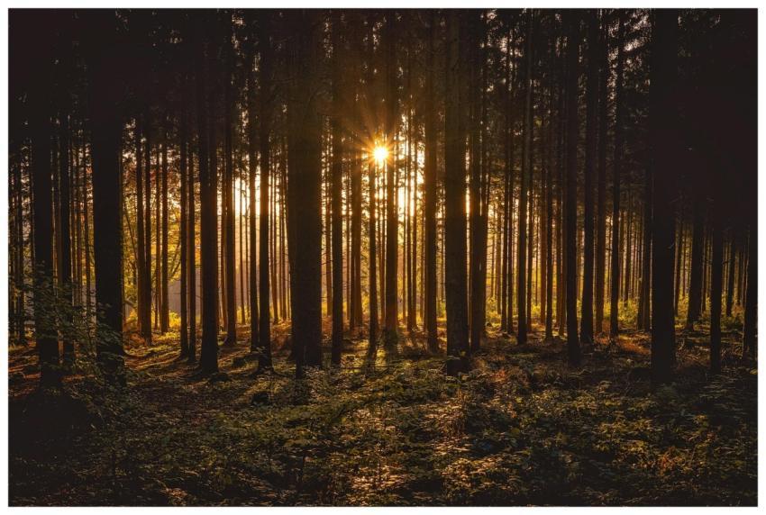 Sunrise breaking through dense forest trees, casti
