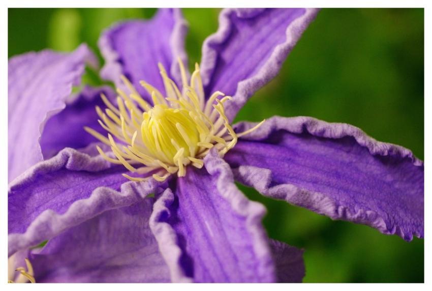 Clematis Flower Plants Purple Flower