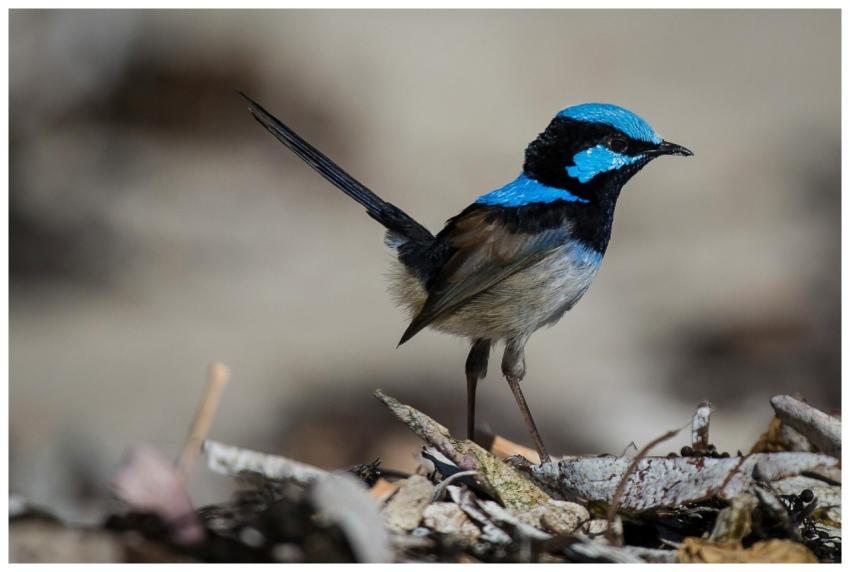 Detailed photo of a splendid fairywren amidst natu