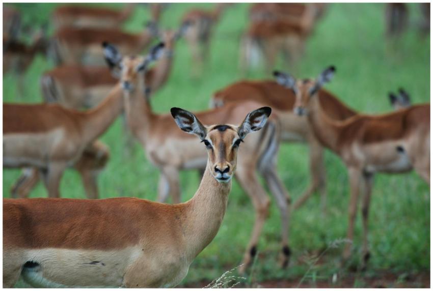 A herd of impalas grazing peacefully in Kruger Nat