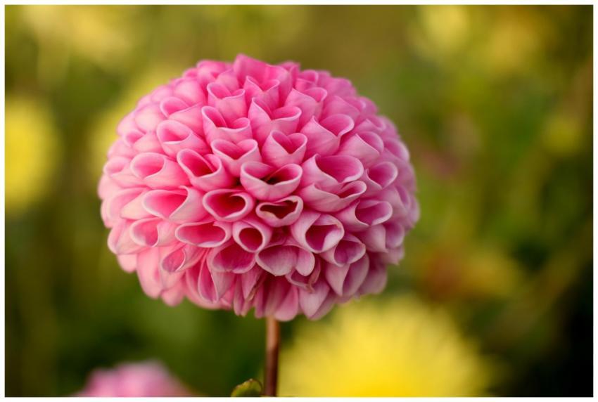 Close-up of a vibrant pink dahlia flower in full b