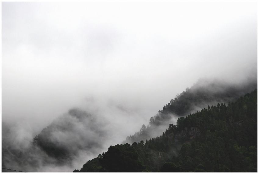 Serene fog drifts over a lush mountainside forest,