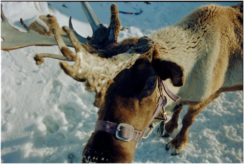 A reindeer with antlers standing on snow, embodyin
