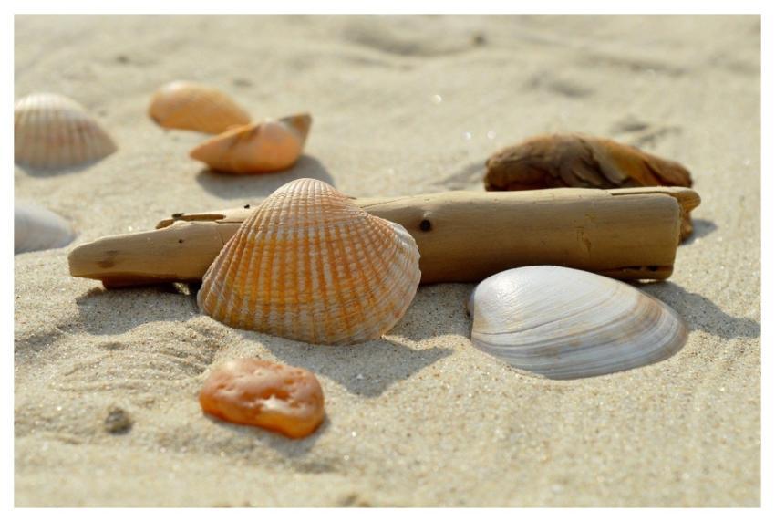 Shell Cockle Flotsam Sandy Beach