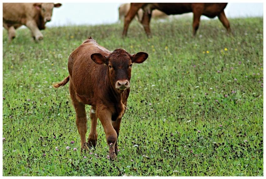 A young brown calf standing in a vibrant meadow, s