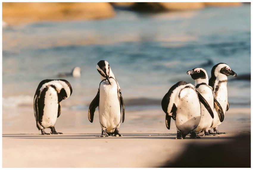A group of African penguins standing on a sandy be