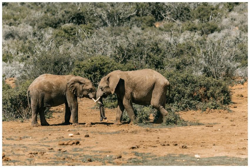 Two African elephants engage playfully in a South