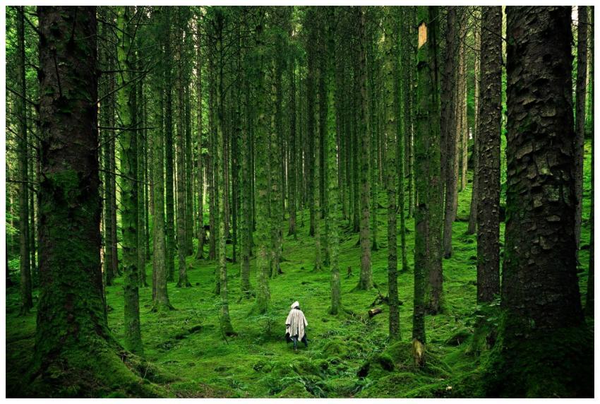 A solitary person walking in a lush, green forest