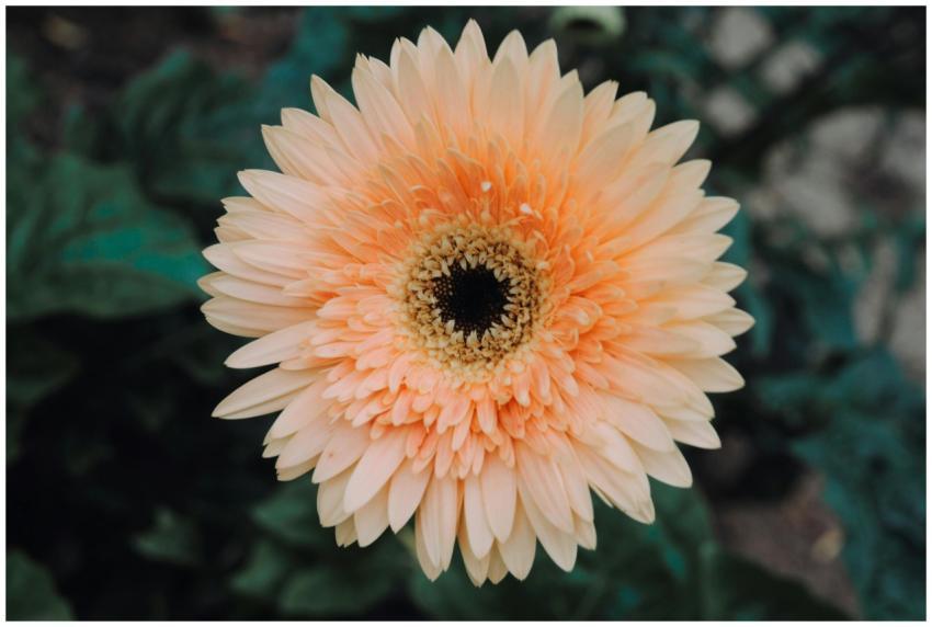 A vibrant orange gerbera daisy in full bloom, capt