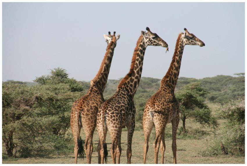 Close-up of three giraffes in the savannah, captur