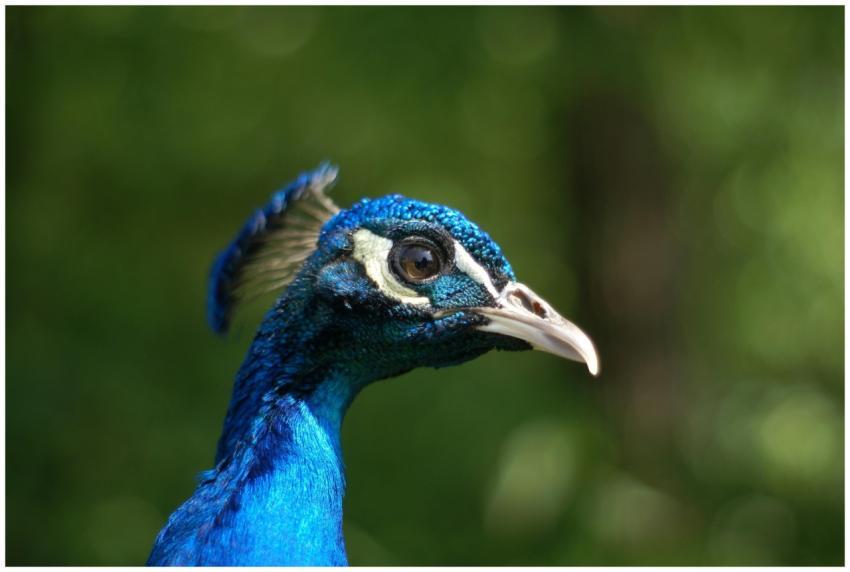 Vibrant photo of a peacock's head displaying its b