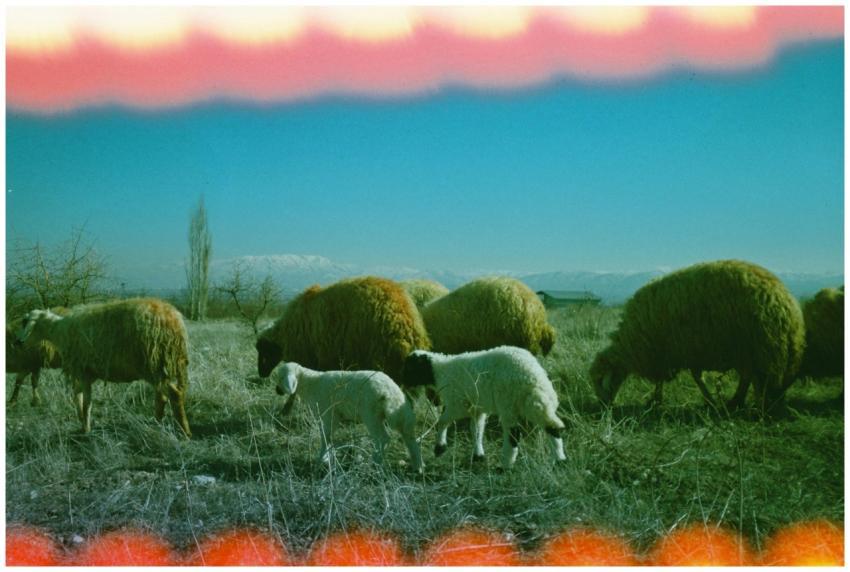 A vibrant analog photo capturing grazing sheep in