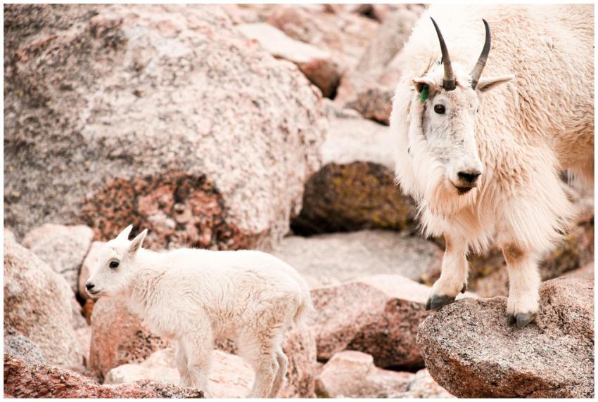 A mother mountain goat and kid on rocky terrain in