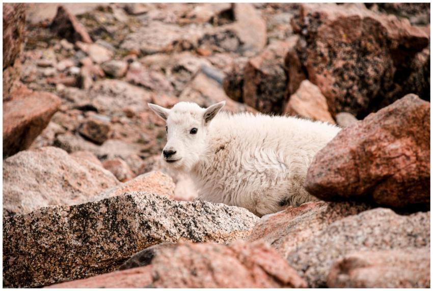 A young mountain goat resting amidst rocky terrain